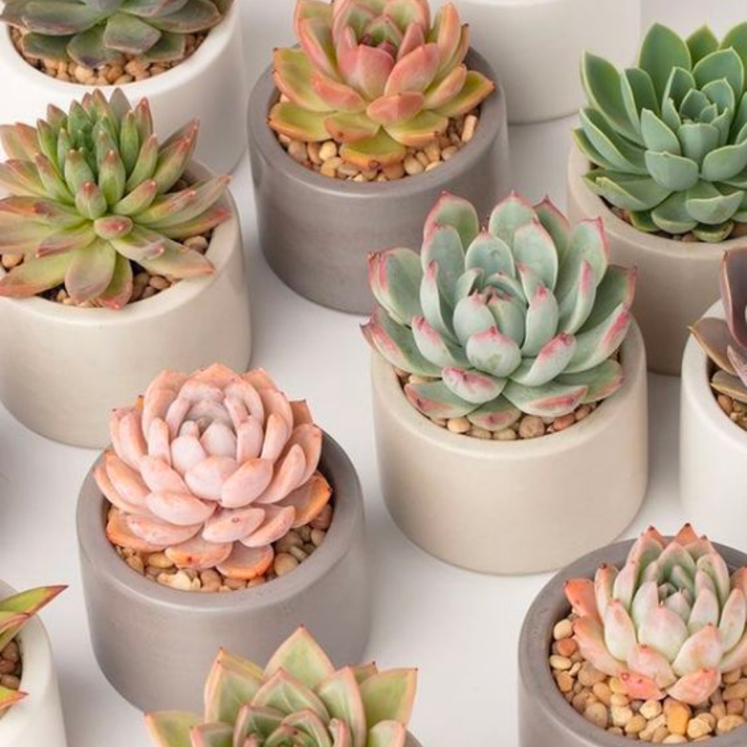 Recuerdos de Primera Comunión: Detalles Inolvidables